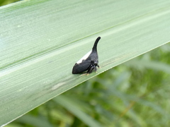 Enchenopa anseriformis