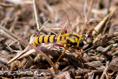 Pseudonomoneura hirta