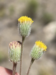 Erigeron bloomeri bloomeri