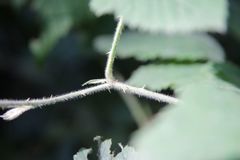 Rubus pilifer