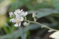 Rubus pilifer