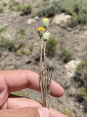 Erigeron bloomeri bloomeri
