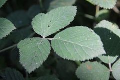 Rubus pilifer