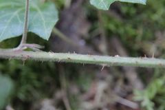 Rubus pilifer