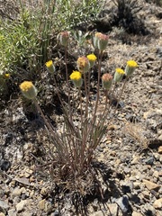 Erigeron bloomeri bloomeri
