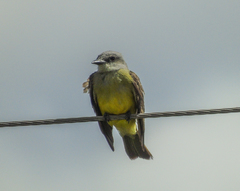 Tyrannus melancholicus