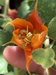 Fremontodendron decumbens
