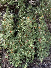 Fremontodendron decumbens