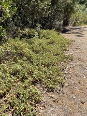 Fremontodendron decumbens