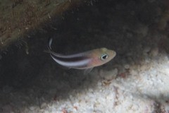 Pseudochromis bitaeniatus