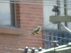 Tyrannus melancholicus