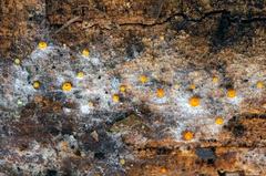 Arachnopeziza