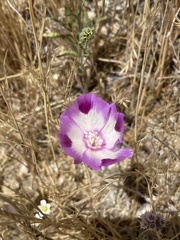 Clarkia williamsonii