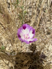 Clarkia williamsonii