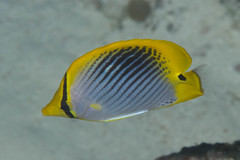 Chaetodon ocellicaudus