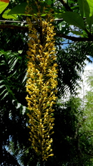 Lophanthera lactescens