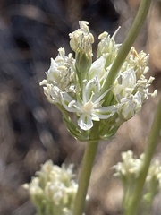 Frasera albicaulis nitida