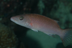 Oxycheilinus digramma