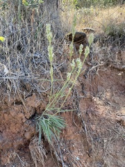 Frasera albicaulis nitida