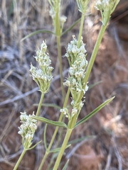 Frasera albicaulis nitida