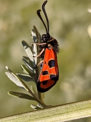 Zygaena hilaris