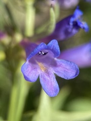 Penstemon watsonii