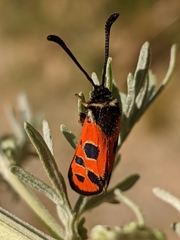 Zygaena hilaris