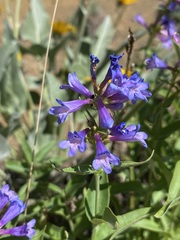 Penstemon watsonii