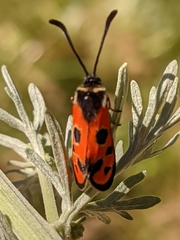 Zygaena hilaris