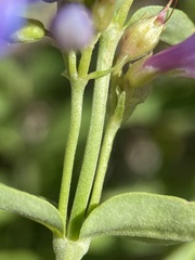 Penstemon watsonii