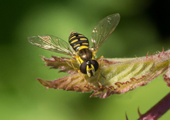 Sphaerophoria interrupta