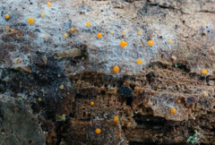 Arachnopeziza