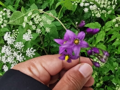 Solanum dulcamara