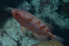 Priacanthus blochii