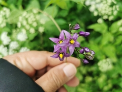 Solanum dulcamara