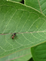 Formica exsectoides