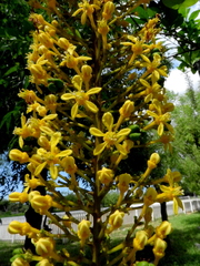 Lophanthera lactescens