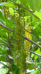 Lophanthera lactescens