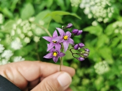 Solanum dulcamara