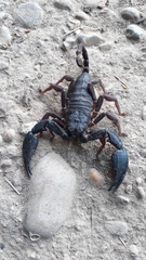 Opisthacanthus