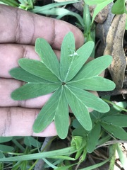 Oxalis decaphylla