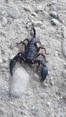Opisthacanthus