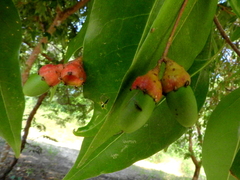 Lauraceae