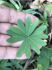 Oxalis decaphylla