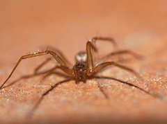 Linyphiidae