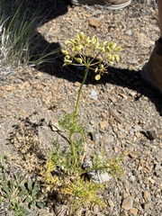 Lomatium multifidum