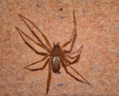 Linyphiidae