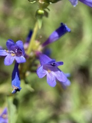 Penstemon watsonii