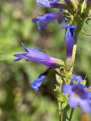 Penstemon watsonii