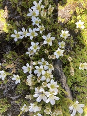 Pseudocherleria macrocarpa